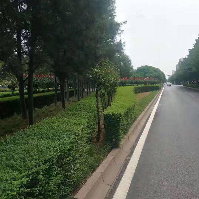 道路綠化施工設(shè)計(jì)及養(yǎng)護(hù)